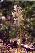 Orchis provincialis